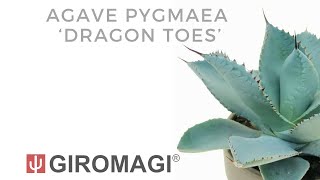 Agave pygmaea ‘Dragon Toes’ [upl. by Soracco]