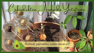 ÇEKİRDEKTEN AVOKADO YETİŞTİRME 🥑 Avokado Yapraklarında Kararma Köklendirme Dikim [upl. by Kutzenco358]