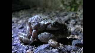 Part 1 Midwife Toad Alytes obstetricans amplexus [upl. by Ased]