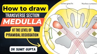 Transverse Section of Medulla  TS of Lower Part of Medulla at Pyramidal Decussation [upl. by Harras611]