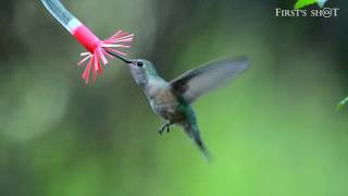 Hummingbird Flying Motion [upl. by Viens]