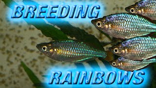 BREEDING DWARF NEON RAINBOWS Praecox [upl. by Delanty]