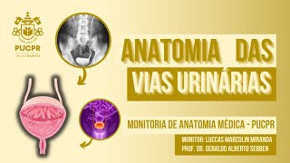 Vias Urinárias e Bexiga  Monitoria de Anatomia Médica PUCPR [upl. by Nosylla]