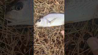 Morning snags youtubeshorts fish croaker snapper river water fishing [upl. by Monty]