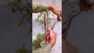 ✅Tulsi plants tulsi tulsiplant basil sacredplants garden gardenplants bonsai indoorplants [upl. by Ahen]