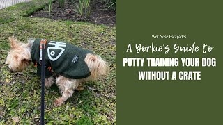 A Yorkie’s Guide to Potty Training Your Dog WITHOUT a Crate pottytraining cratetraining dogs [upl. by Theadora]