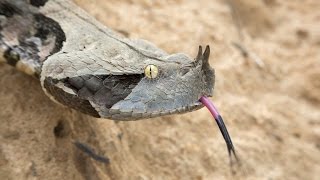 Largest Viper in the world [upl. by Dawson]