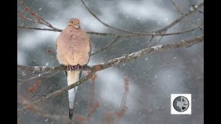 Tourterelles tristes sous la neigeMourning Doves under the snow [upl. by Ilam]