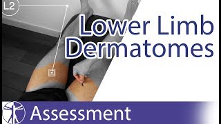 Dermatomes Lower Limb  Peripheral Neurological Examination [upl. by Hagen161]