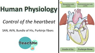 62  CONTROL OF THE HEART BEAT  AVN SAN bundle of HIS Purkinje fibre  IB Biology  TeachMe [upl. by Gaillard]