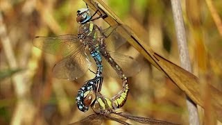 Dragonflies Mating Migrant Hawker 1080p [upl. by Einad]