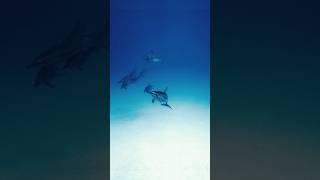 Mesmerizing Dolphins Swimming into Sewers dolphin animals [upl. by Emmye]