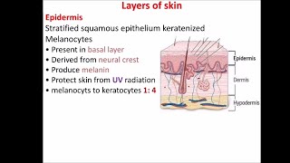 Layers of skin [upl. by Philis]