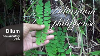 Walking maidenhair fern Adiantum philippense [upl. by Kynthia]