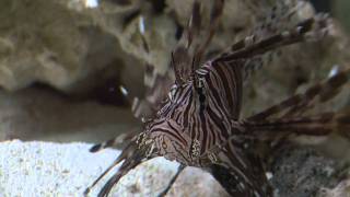 Lionfish Feeding Frenzy [upl. by Halimeda]