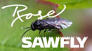 Rose Sawfly [upl. by Akela]