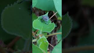 Late instar Yellow Marmorated Stink Bug Nymph—Courtship [upl. by Daloris]