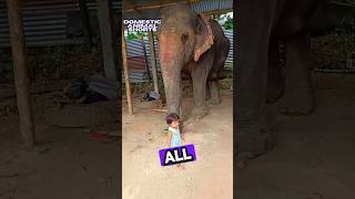 Domesticating elephants is not easy shorts [upl. by Esiom]