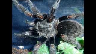 Tarantula Picture Collection Video 3 [upl. by Gravante]