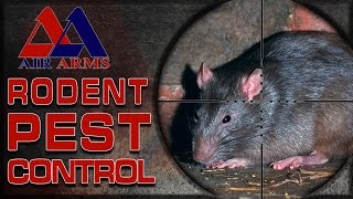 Airgun Hunting  Rodent Pest Control [upl. by Aufa]