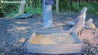 A hawk attacked a squirrel and then this happened [upl. by Verlie]