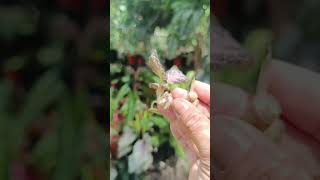 Quick PropagationRare Episcia hanging plant propagation indoorplants [upl. by Austin]