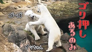 ゴーゴ イッちゃん よこはま動物園ズーラシア｜Polar bear ホッキョクグマ しろくま シロクマ [upl. by Henarat]