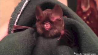 Echolocation in Bats and Dolphins [upl. by Netsirc625]