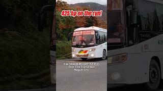 SPOTTED Pine Tree Transit 831 bus busspotting busenthusiast shorts shortsvideo kia trending [upl. by Burroughs]