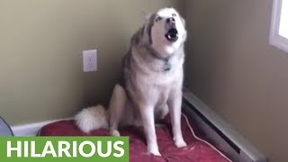 Extremely stubborn husky throws hilarious temper tantrum [upl. by Enrichetta737]