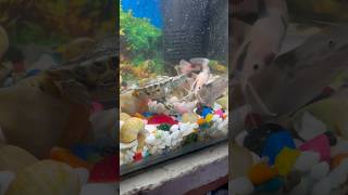 Turtle 🐢 or CatFish me ladai hogai turtle catfish petfish aquariumfish petsvlog aquarium [upl. by Wivinah]