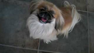 Amazing Pekingese dog named Mia [upl. by Fernanda533]