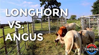 ANGUS Meets LONGHORN LETS GET READY TO RUMBLE Introducing New Cows To Each Other [upl. by Puritan]