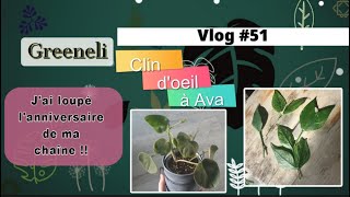 Vlog plantes51  Anniversaire de ma chaîne  😘à AvaPlants  Hoya Polyneura Splash mars 2024 [upl. by Nuahsel]