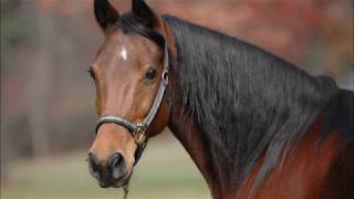 Horse Sounds for children neighing Whinying Snorting With Video And Pictures [upl. by Allisurd]