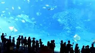 水族館大魚突然死亡 Sudden death of a fish in Okinawa aquarium沖縄美ら海水族館に突然死亡した魚 [upl. by Alac]