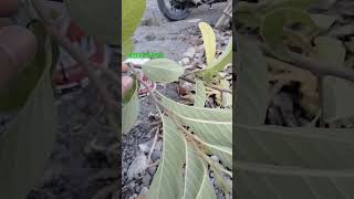 Annona fruit  srikaya plants fruit [upl. by Annovad]