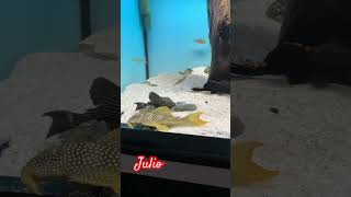 Julio top5 pleco L14 music musica trending pecestropicales fish [upl. by Drugi96]