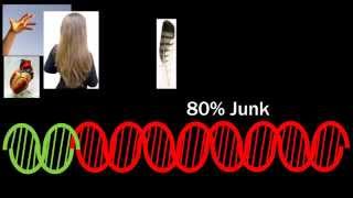 Evolution The Evidence  Episode 11 Junk DNA [upl. by Sessylu]