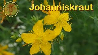 Heilpflanze Johanniskraut [upl. by Caundra]