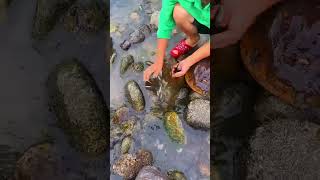 There are so many fish under the rocks 石头底下好多鱼呀 fishfood fishtrip Xiaomei fishingfun [upl. by Notnilk432]