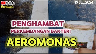 Bakteri Aeromonas Tertahan dengan obat ini [upl. by Domel]