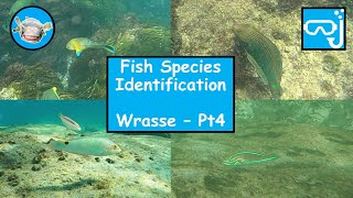 Fish species identification  Wrasse Part 4 [upl. by Seto676]