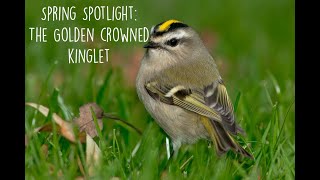 Spring Spotlight  The GoldenCrowned Kinglet [upl. by Mook]