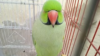 Calm ringneck parrot [upl. by Jonathan]