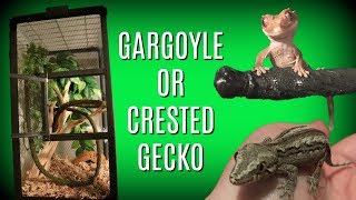 HOW TO SET UP A GARGOYLE OR CRESTED GECKO CAGE [upl. by Siuol354]