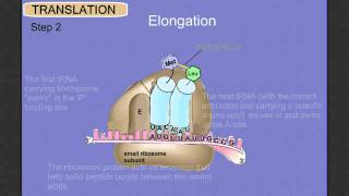 Protein Synthesis Stage 2 Translation [upl. by Ashlee]