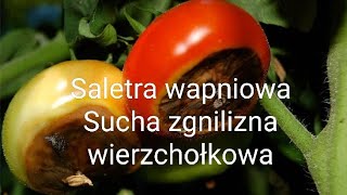 Saletra wapniowa na suchą zgniliznę wierzchołkową [upl. by Enttirb]