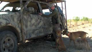 PREDATOR UNIVERSITY  Coyote Decoy Dog Training  Slow Day [upl. by Dutch]