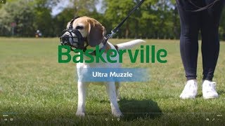 New Baskerville Ultra Muzzle How to Use and Fit [upl. by Schreib]